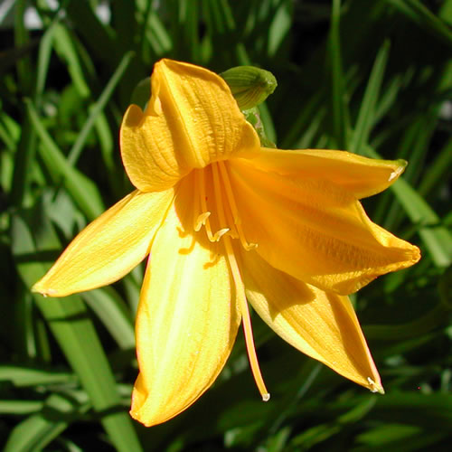 Hemerocallis lilioasphodalis